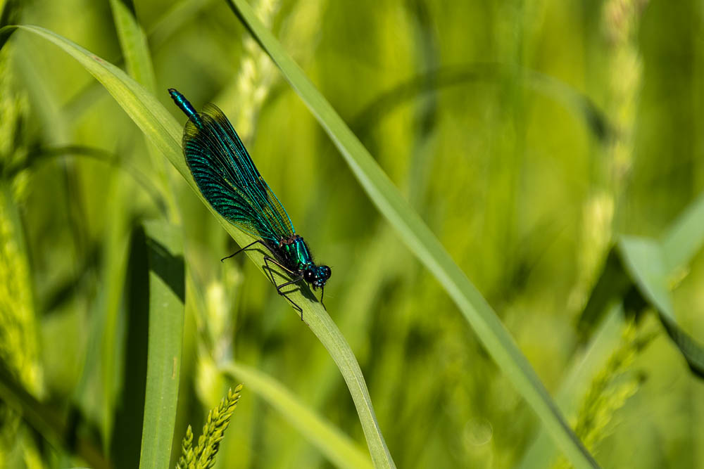 Gebänderte Prachtlibelle