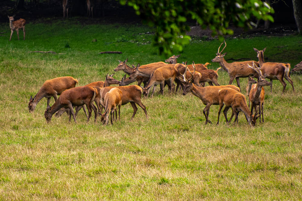 Hirsche im Wildpark Vosswinkel