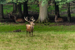Hirsche im Wildpark Vosswinkel