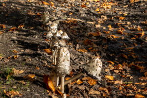 Sonniger Herbstspaziergang