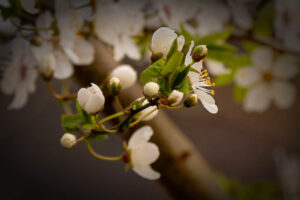 Hampton Court Palace