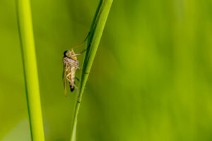 Schnepfenfliege
