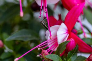 Fuchsie mit Schwebfliege