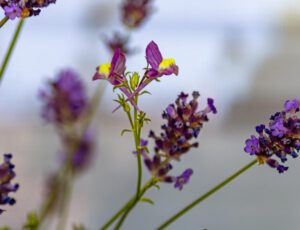 Lavendel und Leinkraut