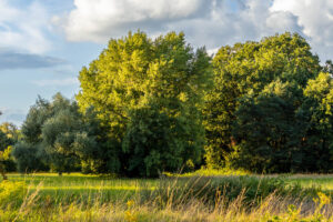 Bäume Sommerlandschaft