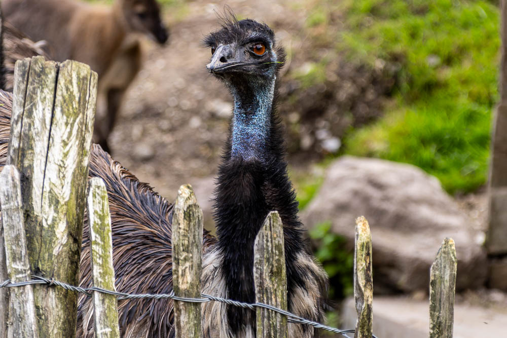 Emu
