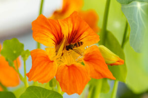 Kapuzinerkresse mit Schwebfliege