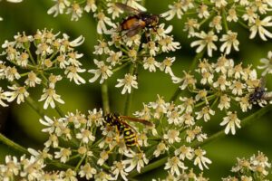 Gemeinschaftliches Pollen sammeln