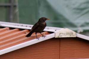 Amsel
