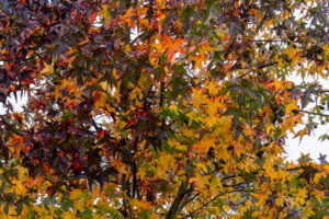 Nahaufnahme der Blätter eines Amberbaums im Herbst. Die fünflappigen Blätter zeigen eine reiche Palette von Farben, darunter leuchtendes Gelb, Orange, tiefes Rot und Dunkelgrün