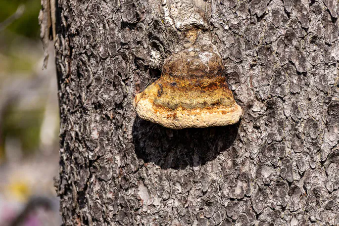 Baumpilz an einem Fichtenstamm im Harz, Nahaufnahme eines mehrfarbigen Konsolenpilzes bei sonnigem Licht