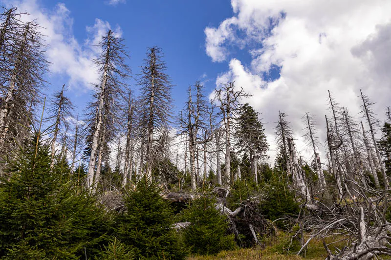 Junge, grüne Nadelbäume wachsen zwischen liegendem und stehendem Totholz im Harz, bedeckt von einem blauen Himmel.