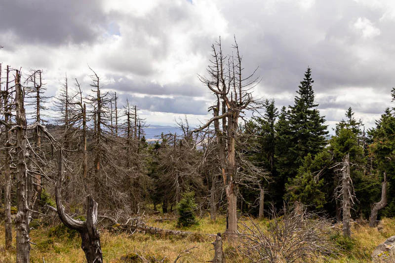 Abgestorbene Fichten im Harz, verursacht durch Borkenkäferbefall, zwischen Totholz und noch grünen Nadelbäumen unter dichter Wolkendecke.