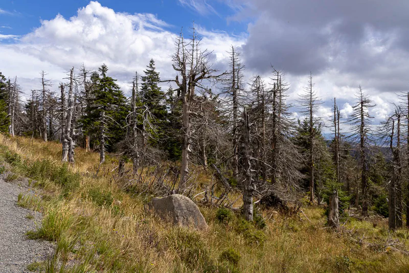 Abgestorbene Fichtenstämme und grüner Nachwuchswald im Harz unter wechselhaftem Himmel im August 2025
