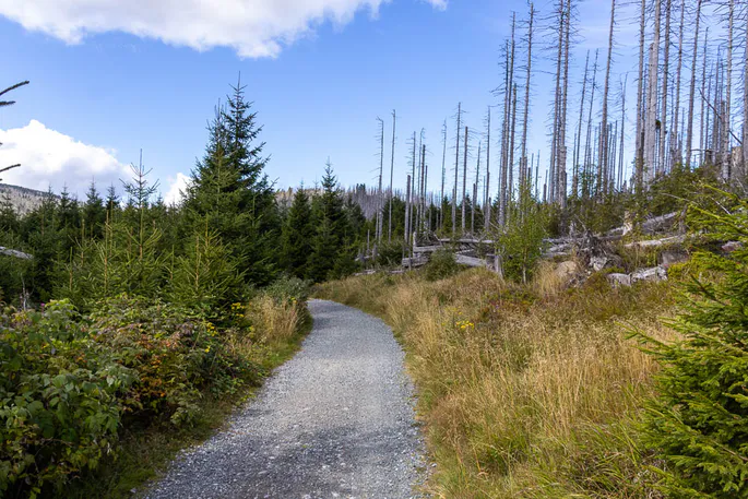 Ein geschotterter Wanderweg führt durch eine Landschaft, die links von jungen, grünen Fichten und rechts von einem Bereich mit vielen kahlen, abgestorbenen, silbergrauen Baumstämmen (Totholz) gesäumt ist. Der Himmel ist blau mit einigen weißen Wolken.