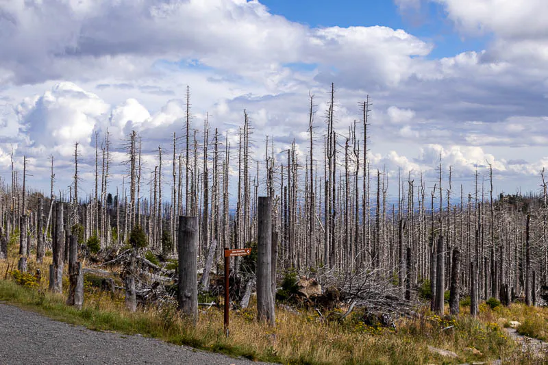 Brauner Wegweiser in einem weiten Totholzfeld im Harz, abgestorbene Fichtenstämme und junge Pflanzen am Wegesrand.