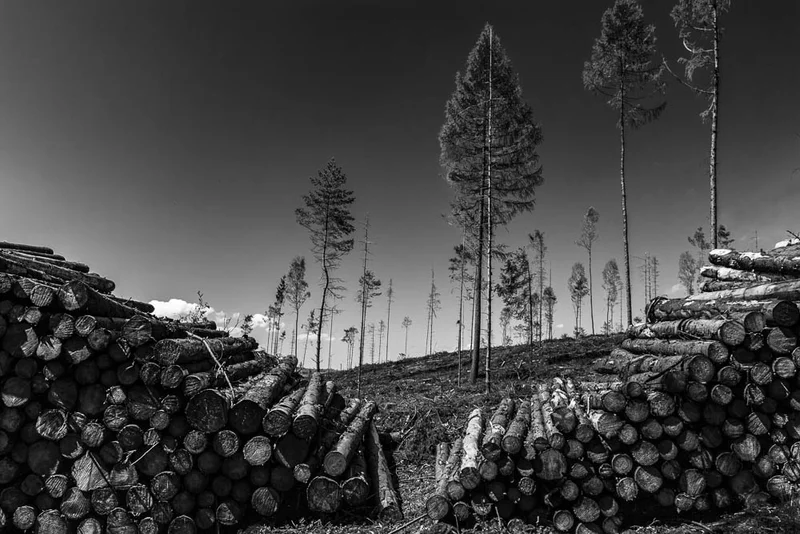 Schwarzweißaufnahme Landschaft am Balver Höhenweg im Sauerland mit gestapelten Baumstämmen im Vordergrund und spärlich stehenden, vom Waldsterben gezeichneten Bäumen im Hintergrund.