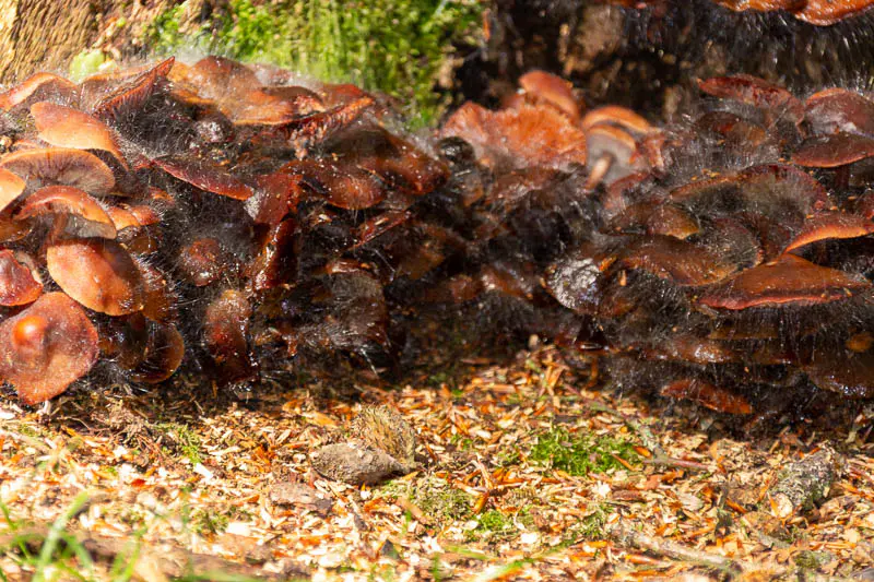 Büschel von braunroten Pilzen (möglicherweise Samtfußrübling) auf Totholz, bedeckt von dichtem, weißen Myzelgeflecht
