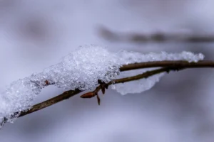 Nahaufnahme eines dünnen Zweiges mit einer kleinen braunen Knospe, auf dem eine Schicht glitzerndes Eis und Schnee liegt. Der Hintergrund ist in sanftem Weiß und Grau verschwommen.