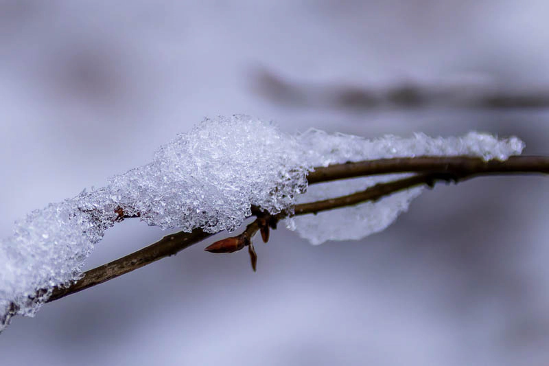 Nahaufnahme eines dünnen Zweiges mit einer kleinen braunen Knospe, auf dem eine Schicht glitzerndes Eis und Schnee liegt. Der Hintergrund ist in sanftem Weiß und Grau verschwommen. Zwei Jahreszeiten auf einem Zweig