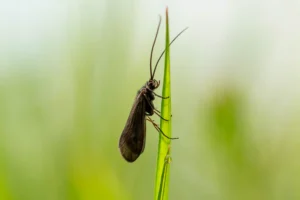 Nahaufnahme einer dunkelbraunen Köcherfliege mit extrem langen Fühlern, die vertikal an einem grünen Grashalm sitzt. Der Hintergrund ist in weichem Hellgrün verschwommen.