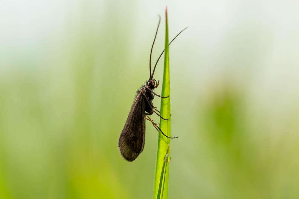 Nahaufnahme einer dunkelbraunen Köcherfliege mit extrem langen Fühlern, die vertikal an einem grünen Grashalm sitzt. Der Hintergrund ist in weichem Hellgrün verschwommen.