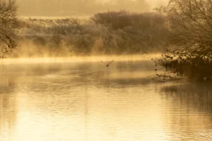 Eine Gans fliegt bei Sonnenaufgang über die neblige Ruhr in Fröndenberg, goldenes Licht spiegelt sich im Wasser.