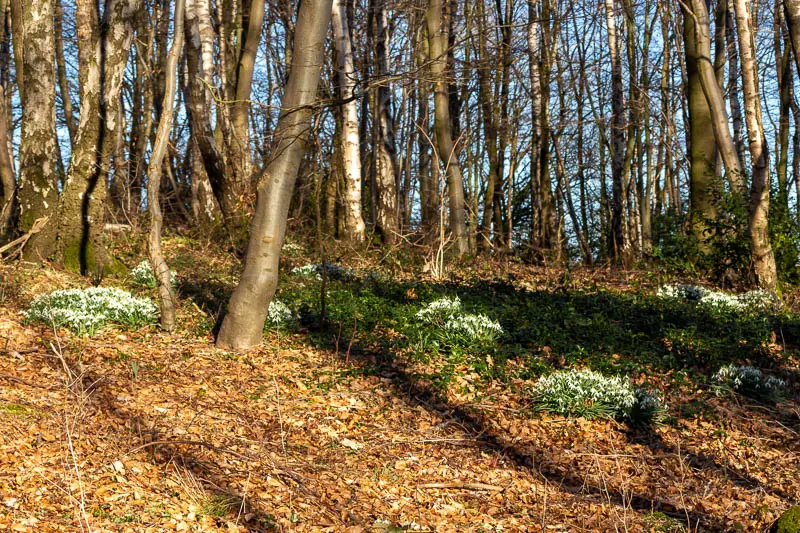 Schneeglöckchen und Märzenbecher im Wald als Zeichen des frühen Frühlings
