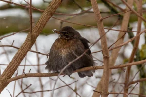 Amsel sitzt aufgeplustert auf einem Ast im winterlichen Geäst und wirkt wenig erfreut über die kalte Jahreszeit.
