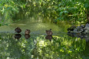 Drei Enten stehen ruhig im flachen Wasser, ihre Spiegelungen sind klar zu sehen.