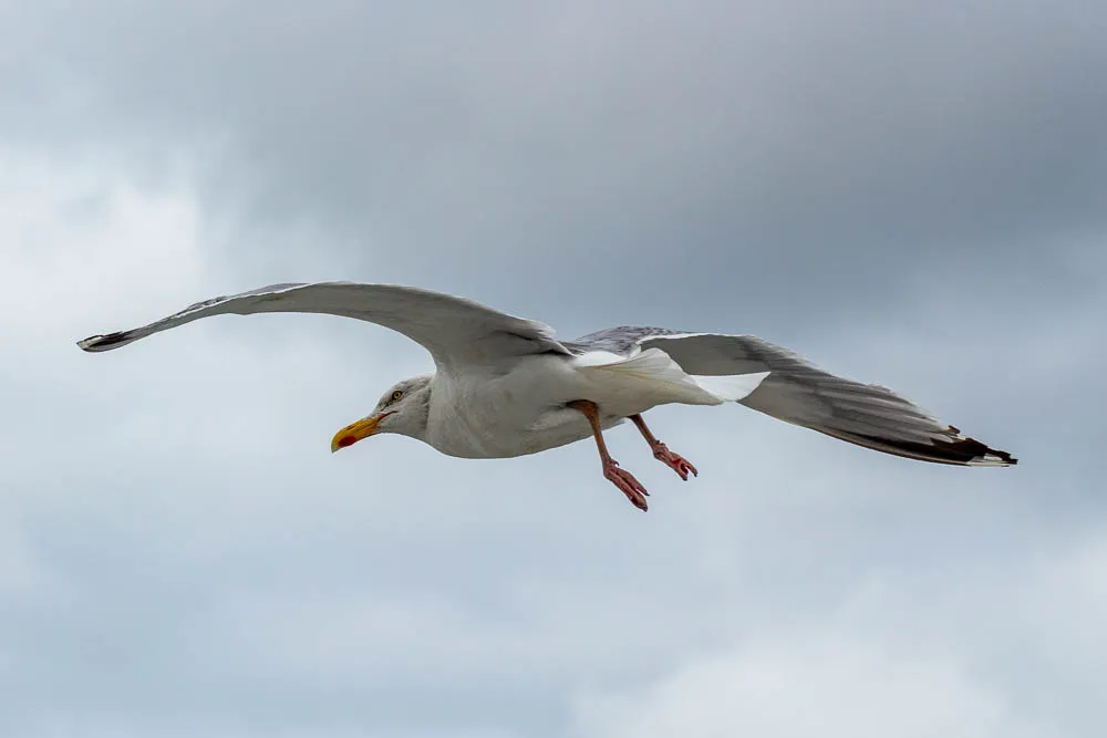 Eine Möwe fliegt vor einem bewölkten Himmel über der Nordsee.