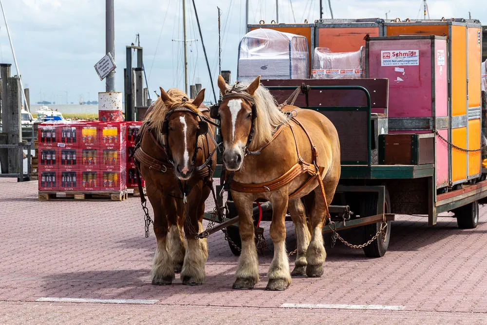Zwei Pferde stehen vor einer Kutsche im Hafenbereich von Baltrum.