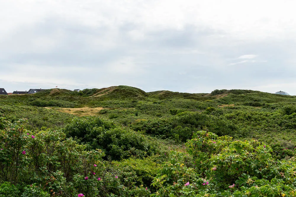 Grüne Dünenlandschaft auf der Insel Langeoog.