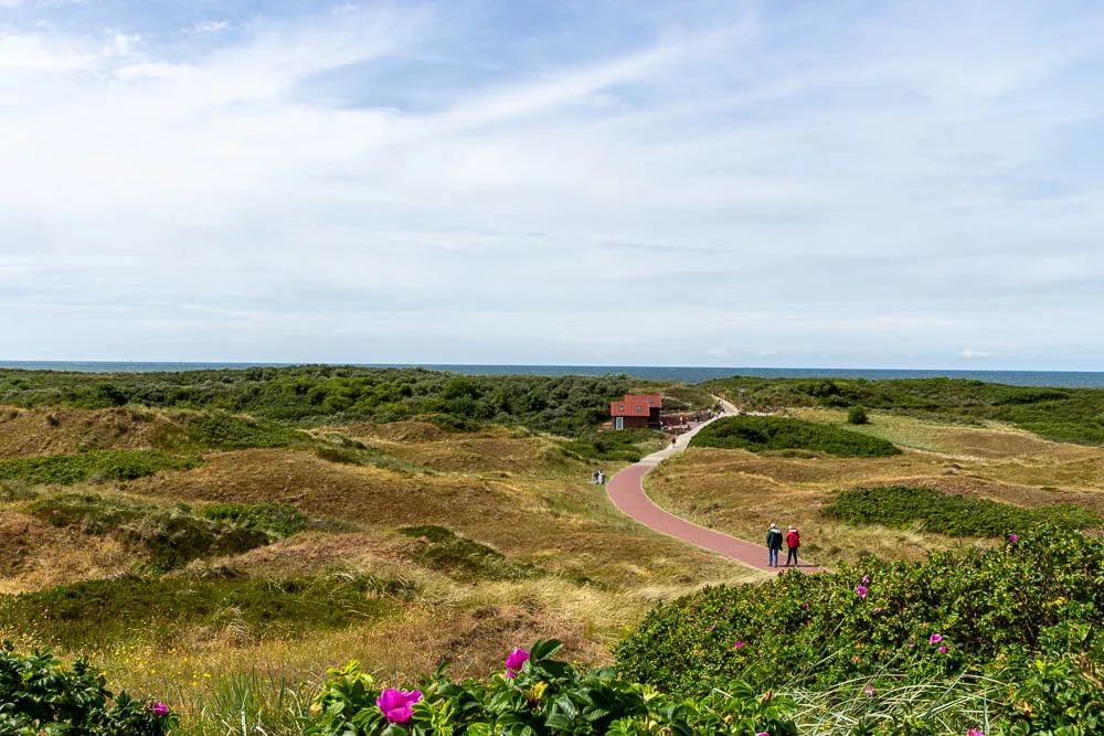 Ein geschwungener Weg führt durch die Dünenlandschaft von Langeoog in Richtung Strand.