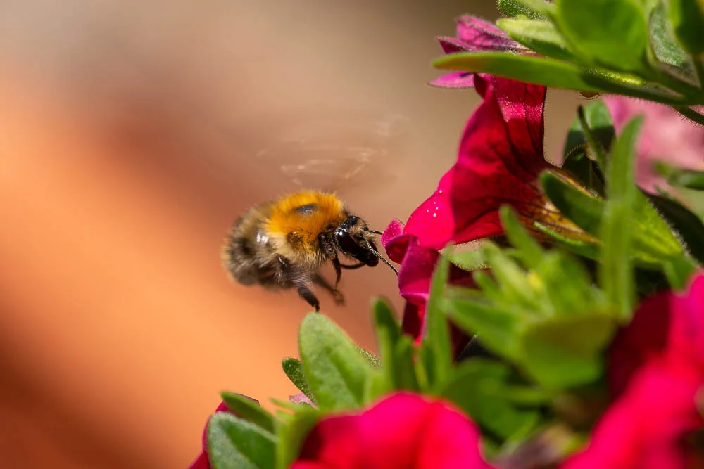 Hummel im Flug vor einer roten Balkonblüte beim Nektarsammeln