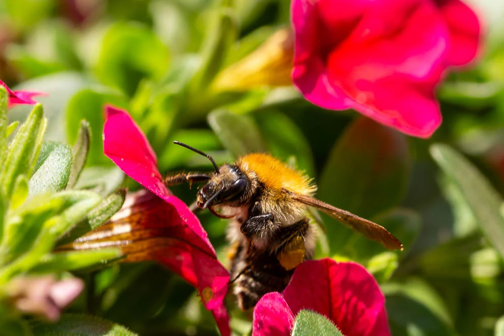 Hummel sitzt auf einer roten Zauberglöckchen-Blüte und sammelt Nektar