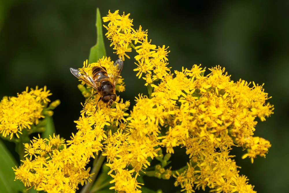 Schwebfliege mit schwarz-gelben Streifen auf einer gelben Goldrute.